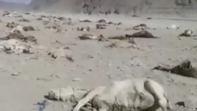 गधे