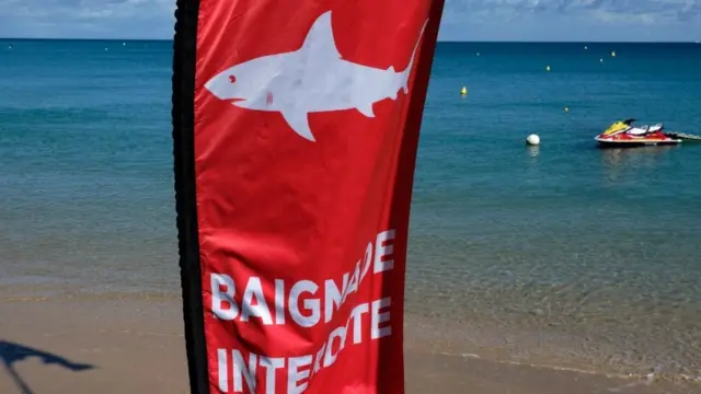 షార్క్ దాడి