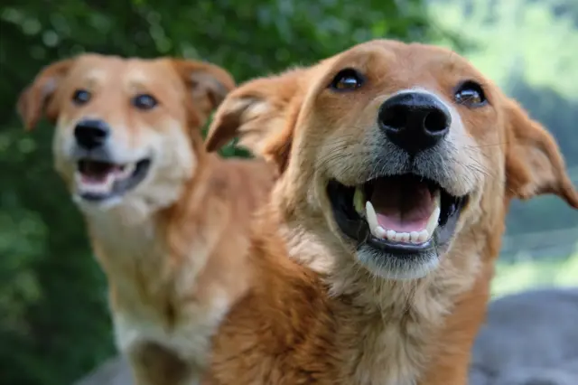 వీధి కుక్కలు