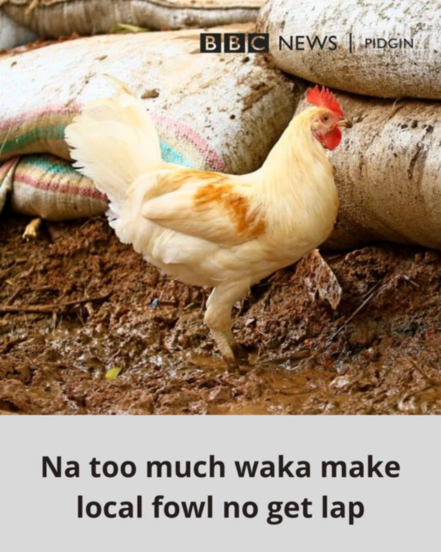 Picture of a chicken