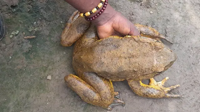 गोलियाथ फ्रॉग