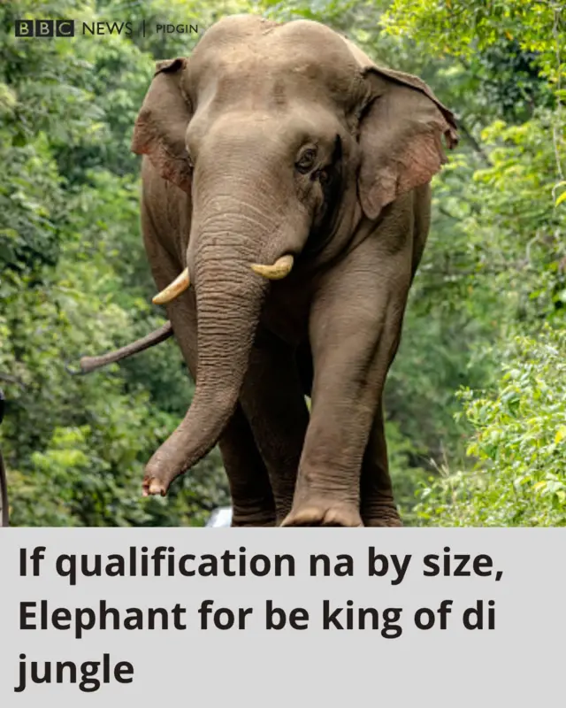 Picture of elephant