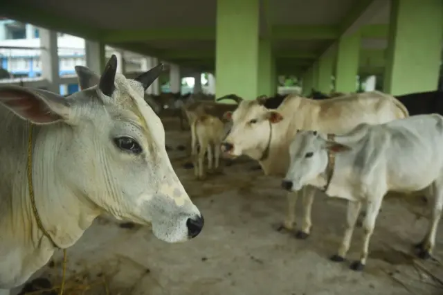 गाय