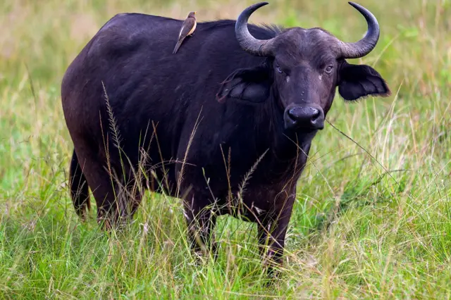 सांकेतिक तस्वीर
