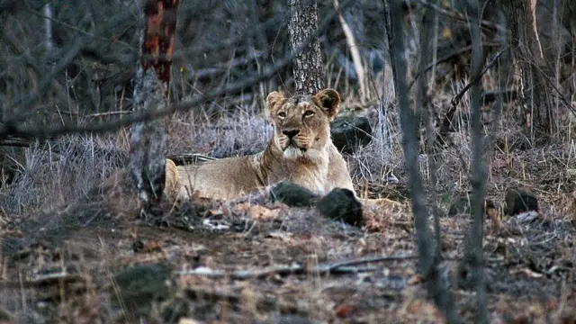 ગીરના સિંહો