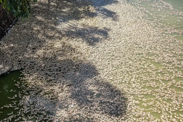 ऑस्ट्रेलिया