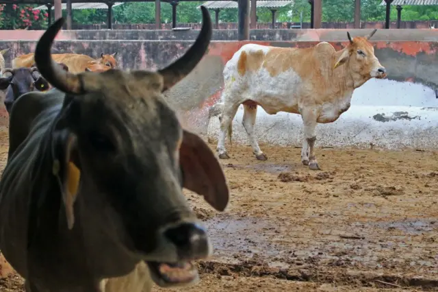 गाय