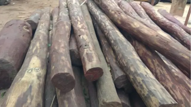 ఎర్రచందనం