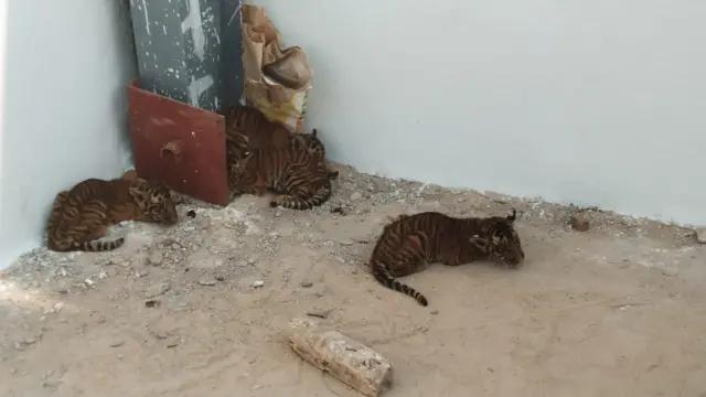 పులి పిల్లలు