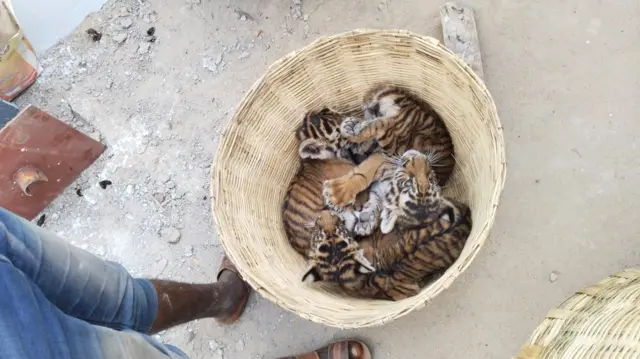 పులి పిల్లలు