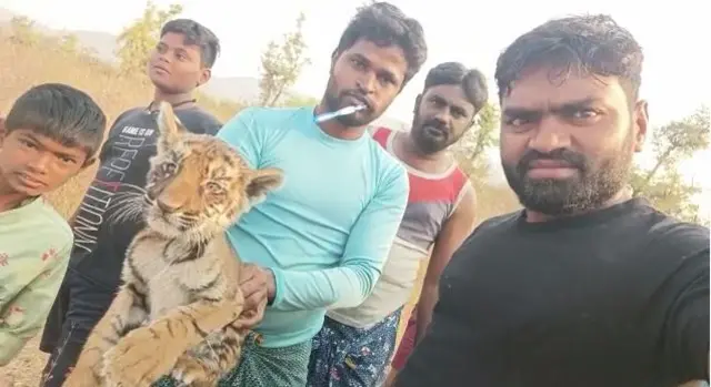 పులి పిల్లలు