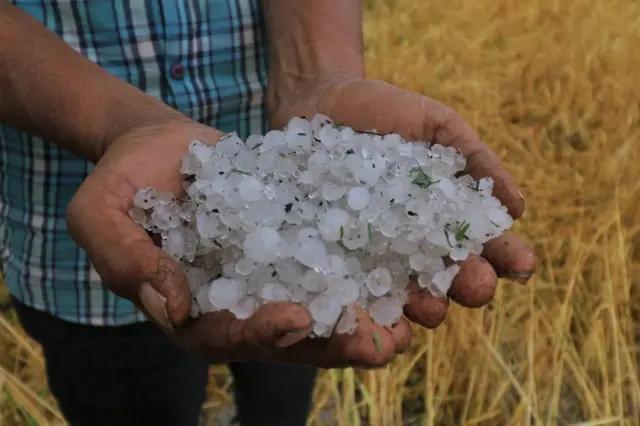 ਫਸਲਾਂ ਦਾ ਨੁਕਸਾਨ