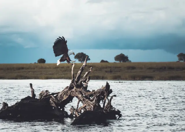 Ugo na-achọ ịbere n'osisi