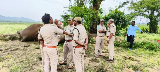 ఏనుగులు