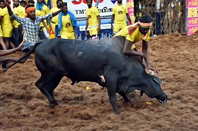 जल्लीकट्टू