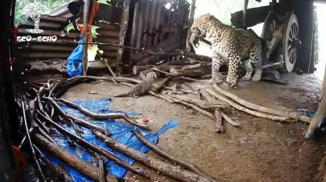 कूनो नेशनल पार्क