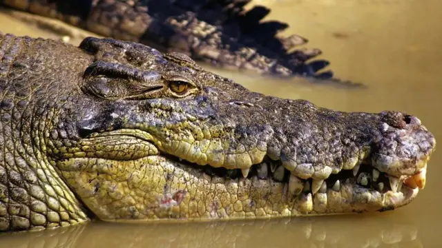 crocodile