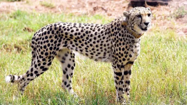 फ़ाइल फ़ोटो चीता