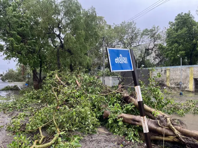 કચ્છના નલીયામાં વૃક્ષો ધરાશાયી