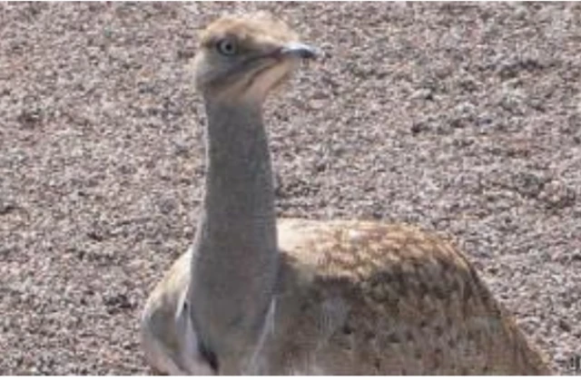 ْبلوچستان