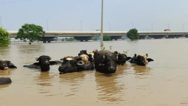 पंजाब बाढ़