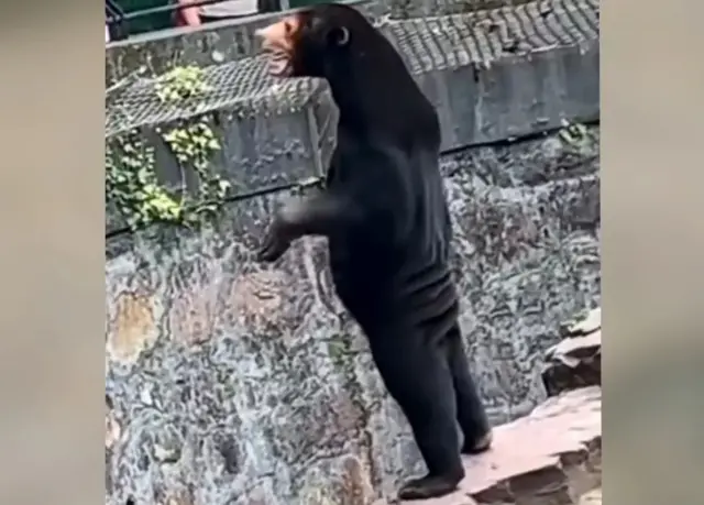 Orso