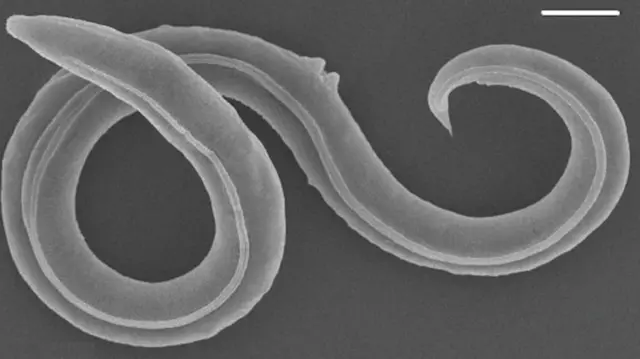 gooryaan
