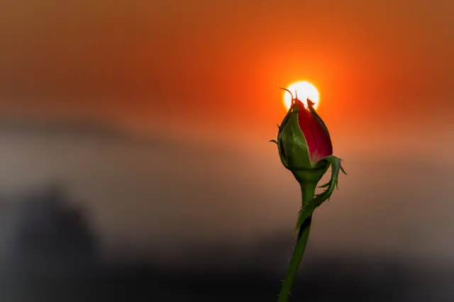 फूल
