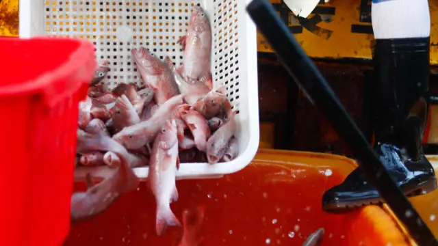 香港某鱼市场装卸渔获（23/8/2023）