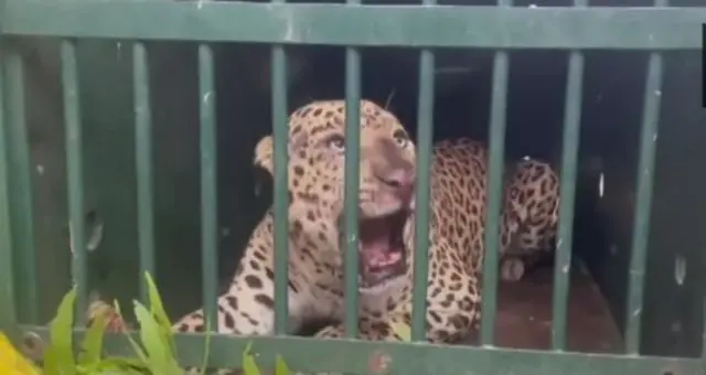 చిరుతపులి