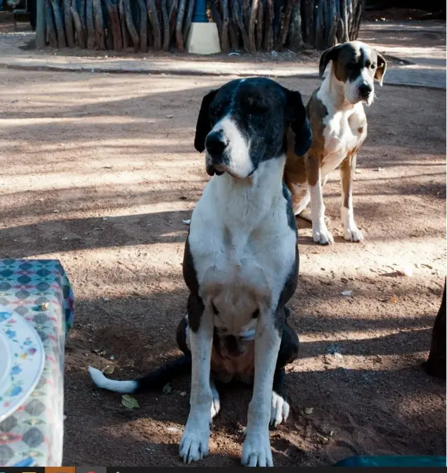 Nkịta Bekee abụọ