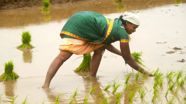 పొలంలో పనిచేస్తున్న మహిళ