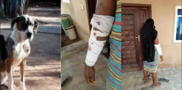 Nkịta na nwaanyị nkịta tara