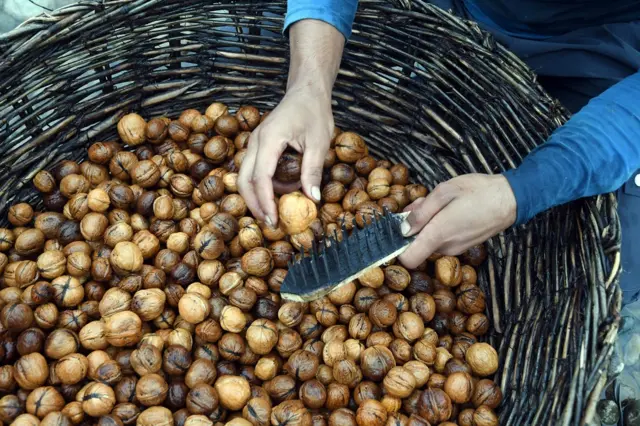 कश्मीर में अखरोट की फसल