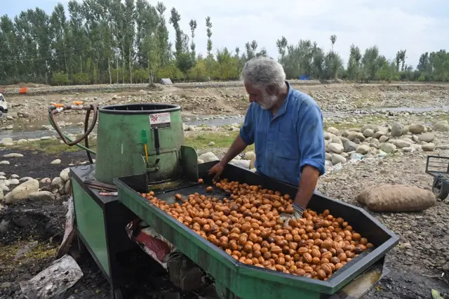 कश्मीर में अखरोट की फसल