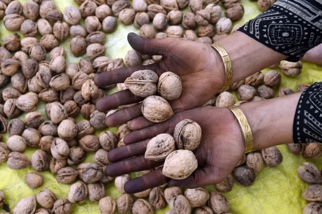 कश्मीर में अखरोट की फसल