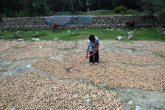 कश्मीर में अखरोट की फसल