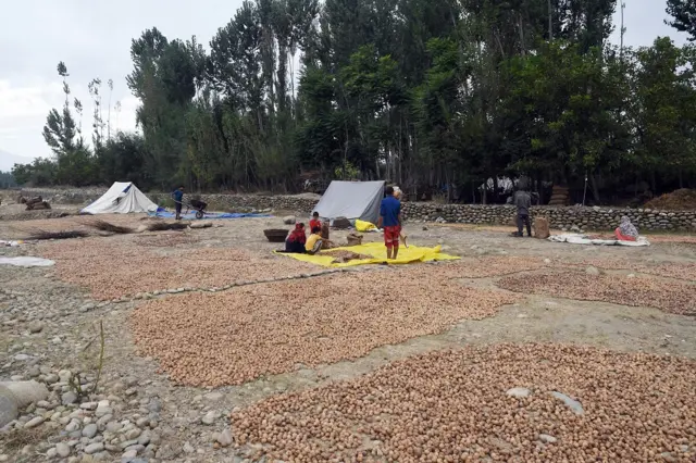 कश्मीर में अखरोट की फसल