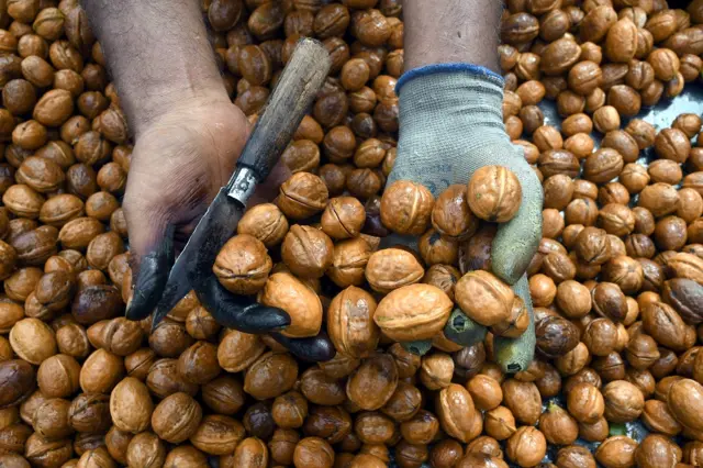 कश्मीर में अखरोट की फसल