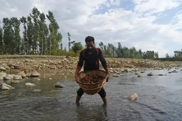 कश्मीर में अखरोट की फसल