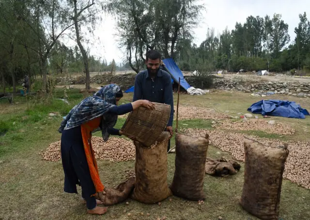 कश्मीर में अखरोट की फसल