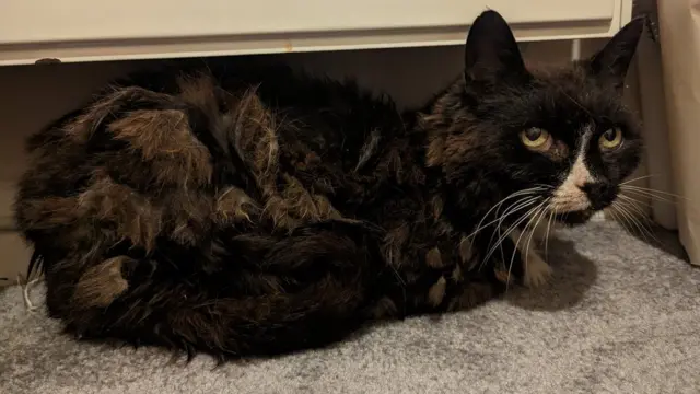 UK Cat