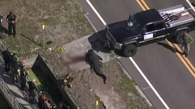 The alligator was captured and killed by police