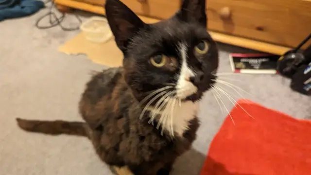 UK Cat