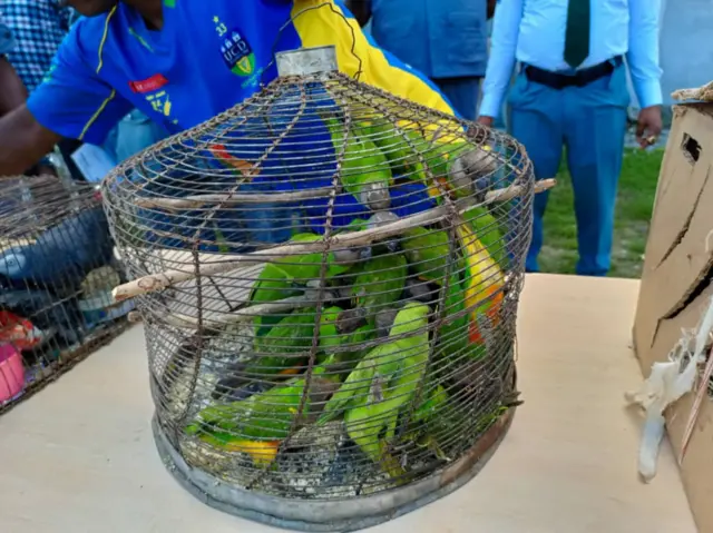 Parrots