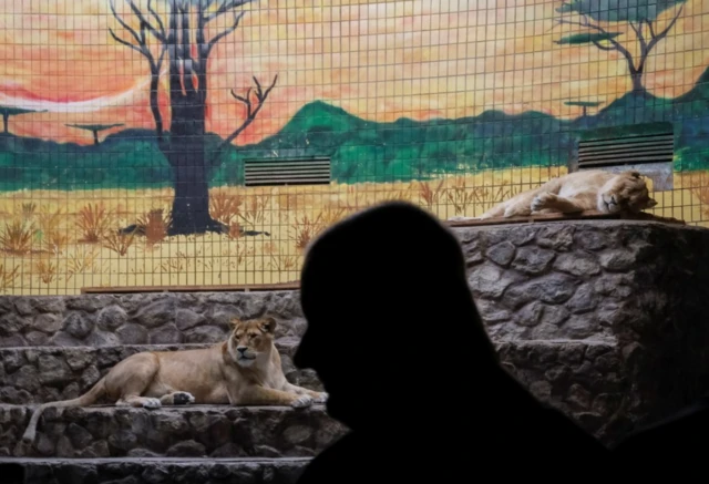 أسد في حديقة حيوان