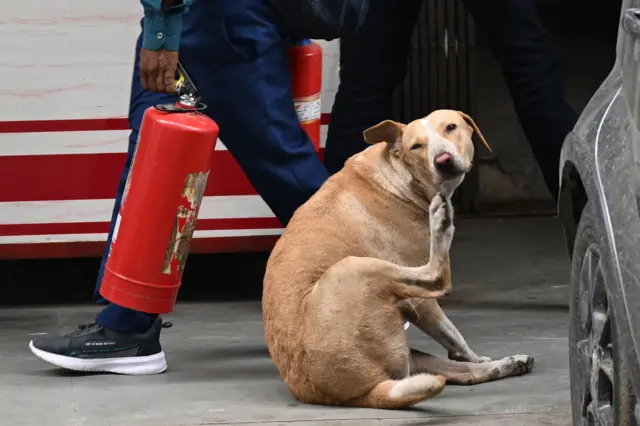 कुत्ते के काटने से बच्चे की मौत