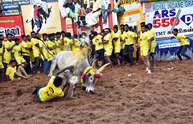 जल्लीकट्टू