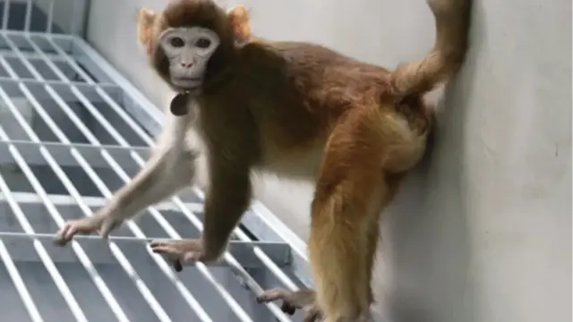 Cloned monkey