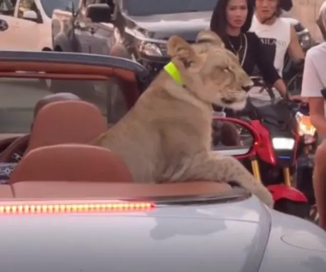 थाईलैंड में शेर को कार से घूमाया
